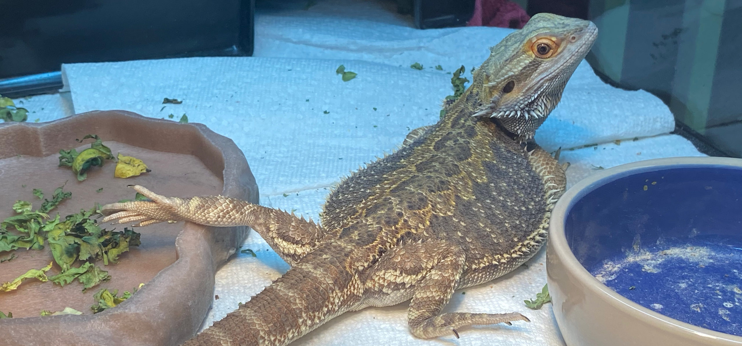 Belinda Bearded Dragon Foundation