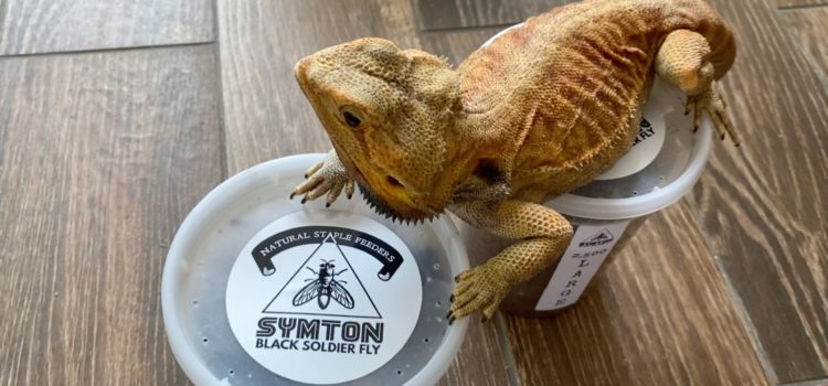 Are Bearded Dragons Good Pets? - SB Magazine