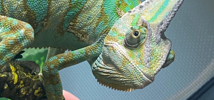 Piccolo the Chameleon