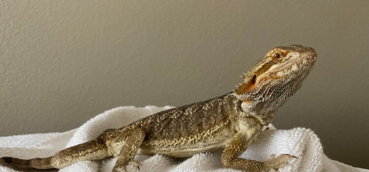 Bearded Dragon - Wildlife Images Rehabilitation and Education Center