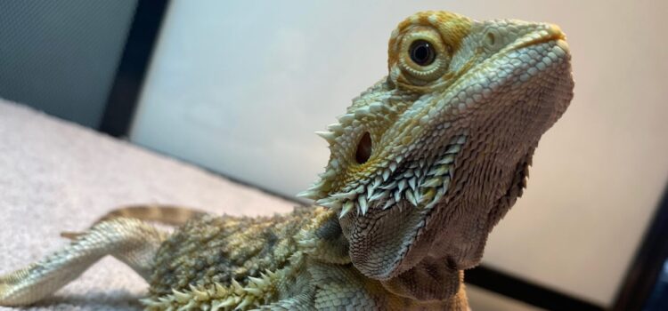 Are Bearded Dragons Good Pets? - SB Magazine