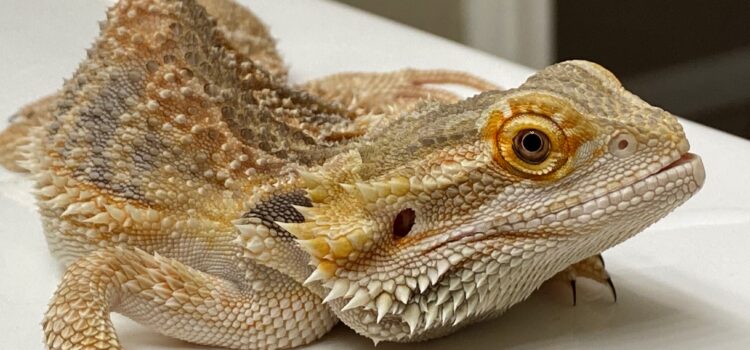 How should I care for my bearded dragon? – RSPCA Knowledgebase