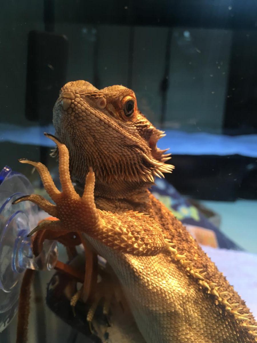 Belinda Bearded Dragon Foundation