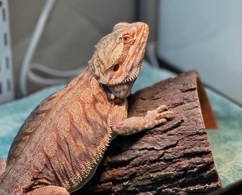 Gus 1